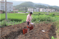 胡细妹在田地里干活_副本1.jpg